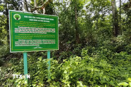 Một khu vực rừng thuộc Khu bảo tồn thiên nhiên Nam Nung (xã Nam Đà, tỉnh Lâm Đồng). (Ảnh: Nguyễn Huy Thành/TTXVN)