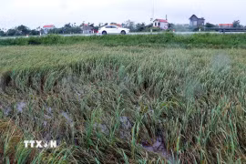 Một số diện tích lúa của xã Vạn Xuân, tỉnh Hưng Yên, bị gãy đổ do gió lớn. (Ảnh: Đinh Văn Nhiều/TTXVN)