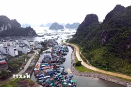 Tàu cá của ngư dân tránh trú bão tại khu vực cảng Cái Rồng, Đặc khu Vân Đồn, tỉnh Quảng Ninh.( Ảnh: TTXVN phát)