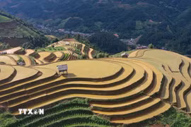 Vẻ đẹp của ruộng bậc thang dưới nắng vàng ở vùng cao Mù Cang Chải (Lào Cai). (Ảnh: Tuấn Anh/TTXVN)