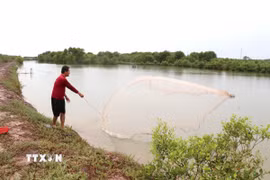 Diện tích nuôi tôm quảng canh dưới tán rừng của gia đình ông Nguyễn Linh Vương, xã Long Thành. (Ảnh: Thanh Hòa/TTXVN)