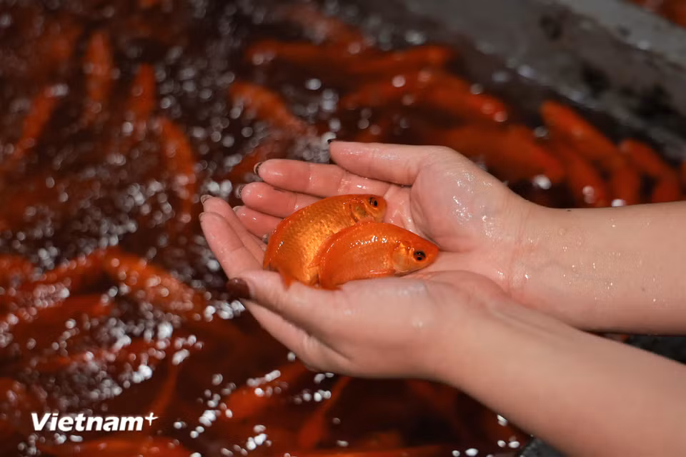 Chép tam dương có màu đỏ gấc, đuôi dài, là hàng tuyển nên có giá cao hơn chép vàng. Cá chép vàng có màu vàng, có đốm sẽ rẻ hơn. Thông thường, người dân sẽ chọn mua cá chép tam dương nhiều hơn. (Ảnh: Minh Hiếu/Vietnam+)
