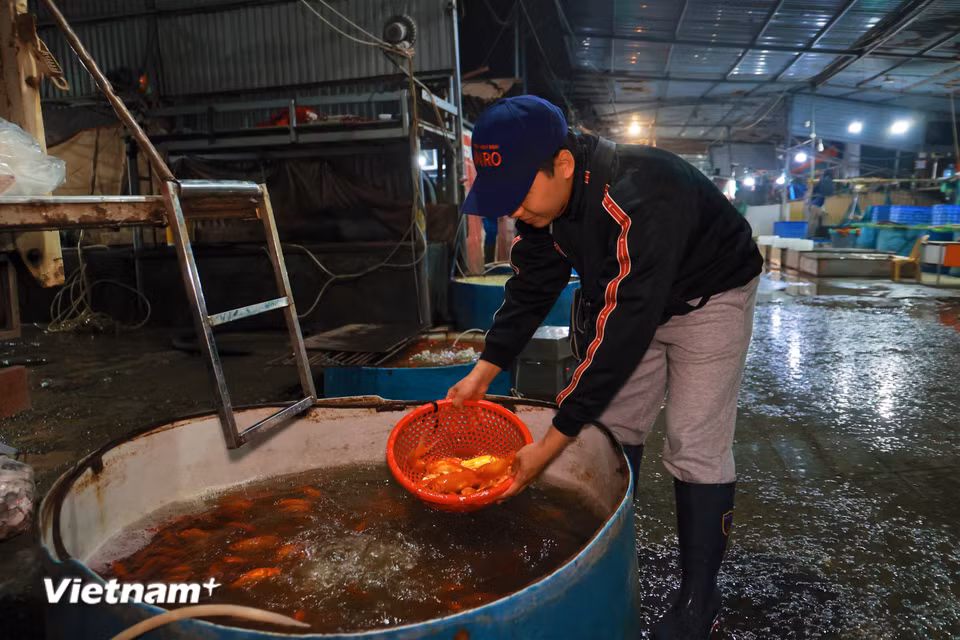 Anh Tuấn Sang, thành viên Hợp tác xã thuỷ sản Yên Sở cho hay để chuẩn bị cho mùa lễ ông Công ông Táo năm nay, hộ kinh doanh nhà anh đã chuẩn bị từ ngày 15 tháng Chạp để nhập hàng từ các lồng cá chép về chợ. (Ảnh: Minh Hiếu/Vietnam+)