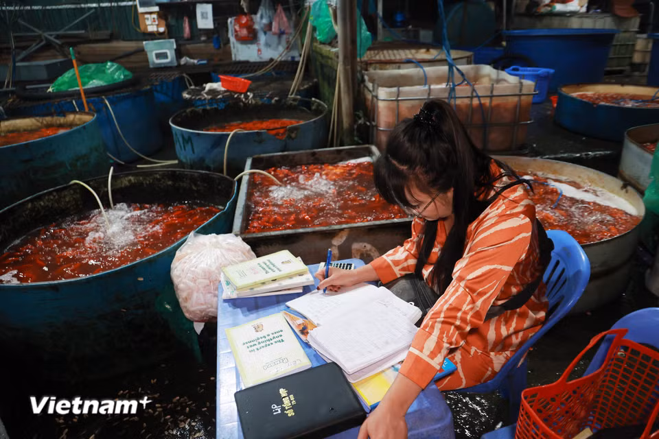 Chị Thuỳ Anh, một người kinh doanh lâu năm tại chợ cho biết tại chợ cá Yên Sở cá chép Tết ông Công ông Táo chủ yếu có hai loại là cá chép vàng và cá chép đỏ tam dương. (Ảnh: Minh Hiếu/Vietnam+)