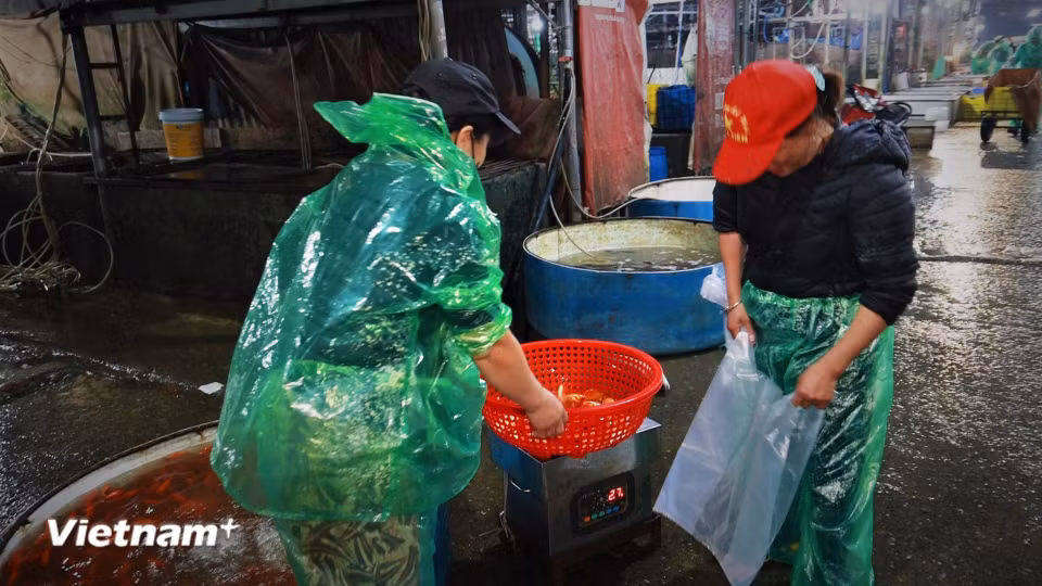 Các tiểu thương chợ ở nội đô đến chợ đầu mối cẩn thận chọn từng cân cá để mang về phố bán phục vụ người dân. (Ảnh: Minh Hiếu/Vietnam+)