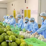 Chế biến nông sản xuất khẩu. (Ảnh: TTXVN)