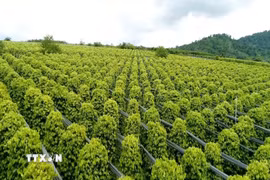 Diện tích trồng hồ tiêu của Hợp tác xã Nông nghiệp và Dịch vụ Nam Yang (xã Kon Gang, tỉnh Gia Lai) với 30ha đạt chứng nhận hữu cơ USDA (Mỹ). (Ảnh: Hồng Điệp/TTXVN)
