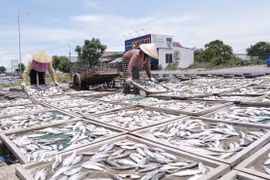 Sau khi hấp chín, cá được đưa ra phơi trực tiếp dưới ánh nắng mặt trời, rồi sơ chế đóng gói và tiêu thụ tại nhiều địa phương trong và ngoài tỉnh. (Ảnh: Thanh Thủy/TTXVN)