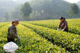 Xã viên Hợp tác xã nông sản an toàn Liên Minh, xã Tràng Xá (Thái Nguyên) thu hái chè. (Ảnh: Hoàng Nguyên/TTXVN)