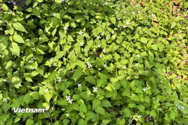 (Nguồn: Vietnam+)