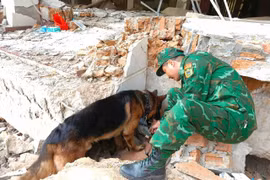 Đội chó nghiệp vụ tiếp tục đến hiện trường để tìm kiếm các vị trí có nạn nhân động đất bị mắc kẹt. (Ảnh: TTXVN phát)