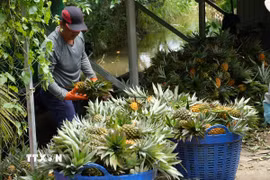 Nông dân xã Tân Phước 3, tỉnh Đồng Tháp thu hoạch dứa. (Ảnh: Công Trí/TTXVN)