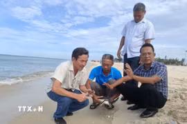 Sau khi được cán bộ Ban Quản lý Khu Bảo tồn biển đảo Cồn Cỏ kiểm tra tình trạng sức khỏe, cá thể rùa biển được thả trở lại môi trường tự nhiên trước sự chứng kiến của người dân và du khách. (Ảnh: TTXVN phát)