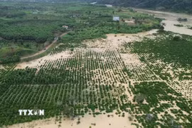 Mưa lũ gây ngập úng khoảng 200ha cây trồng tại xã Quảng Phú, tỉnh Lâm Đồng. (Ảnh: TTXVN phát)