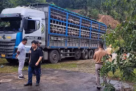 Cơ quan chức năng kiểm tra bắt giữ ôtô tải biển kiểm soát 37H-014.36 chở lợn bị dịch tả châu Phi. (Ảnh: TTXVN phát)