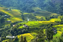 Những dải lúa chín lượn quanh sườn núi, ôm lấy nếp nhà bình yên. (Ảnh: Minh Tâm/TTXVN)