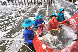 Giá tôm cao hơn từ 30-50% so với cùng kỳ năm 2025, người nuôi có lãi gần 100.000 đồng/1kg. (Nguồn: TTXVN phát)