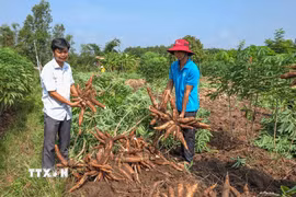 Nông dân ở Tây Ninh thu hoạch củ sắn. (Ảnh: Giang Phương/TTXVN)