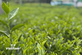 Những đồi chè ở Thái Nguyên không chỉ là vùng nguyên liệu mà đang dần trở thành những điểm đến. (Nguồn: Vietnam+)