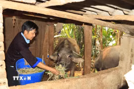 Không chỉ thực hiện tốt nhiệm vụ chính trị, anh Sùng A Mùa tích cực phát triển kinh tế gia đình, mỗi năm thu nhập hơn 100 triệu đồng. (Ảnh: Đinh Thùy/TTXVN)