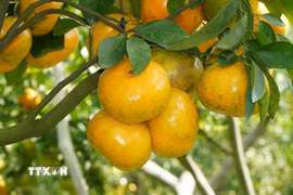 Quýt hồng bắt đầu chín là thời điểm nhà vườn kinh doanh dịch vụ du lịch. (Ảnh: Nhựt An/TTXVN)