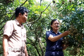 Khách hàng tham quan vườn nhãn của gia đình ông Bùi Xuân Sử (trái) xã Tân Hưng, tỉnh Hưng Yên. (Ảnh: Đinh Văn Nhiều/TTXVN)