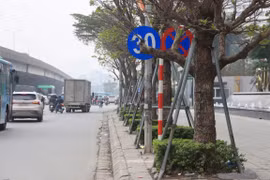 Cột biển báo giao thông được cắm giữa hàng cây và rất dễ bị che khuất tầm nhìn với người đi đường. (Ảnh: PV/Vietnam+)