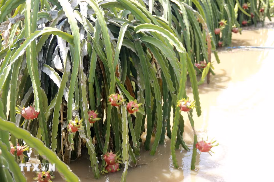 Nhiều vườn thanh long đang cho trái chín nhưng bị ngập nước đứng trước nguy cơ thiệt hại nặng nề. (Ảnh: Hồng Hiếu/TTXVN)