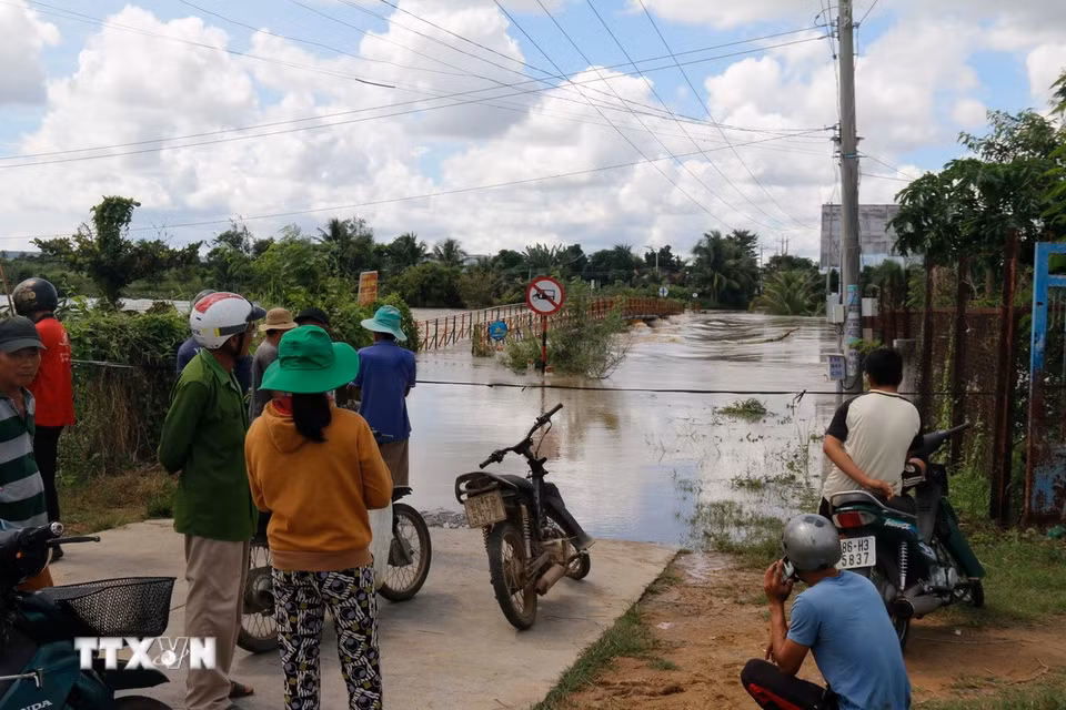 Nhiều diện tích thanh long ở phường Bình Thuận bị ngập úng do mưa lũ. (Ảnh: Hồng Hiếu/TTXVN)