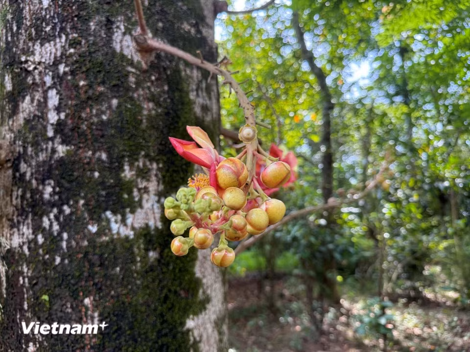 Cây cối tốt tươi tô điểm cho không gian duyên dáng, thanh bình nơi đây. (Ảnh: Thái Hà/Vietnam+)