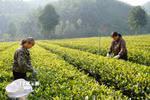 Xã viên Hợp tác xã nông sản an toàn Liên Minh, xã Tràng Xá (Thái Nguyên) thu hái chè. (Ảnh: Hoàng Nguyên/TTXVN)