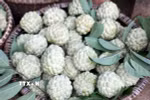 Na Lạng Sơn nổi tiếng với mẫu mã đẹp, vị ngọt thanh mát, cùi dầy ít hạt, hàm lượng dinh dưỡng cao. (Ảnh: Văn Đạt/TTXVN)