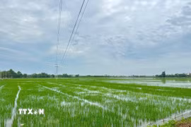 Tại xã Đồng Việt, tỉnh Bắc Ninh có hơn 100 ha lúa bị ngập. (Ảnh: Thanh Thương/TTXVN)