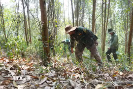 Người dân và chủ rừng phối hợp xử lý cục bộ vật liệu cháy trên diện tích rừng trồng ở xã Cư Pui, tỉnh Đắk Lắk. (Ảnh: Tuấn Anh/TTXVN)
