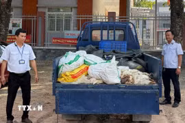 Lực lượng chức năng phát hiện, xử lý vụ vận chuyển gà chết tại phường Long Nguyên. (Ảnh: TTXVN phát)
