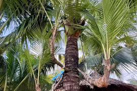 Dừa ba ngọn, hay còn gọi là dừa tam đa “đa phúc, đa lộc, đa thọ” phân ngọn ngay giữa phần thân cây. (Ảnh: Thanh Sang/TTXVN)