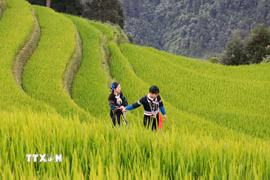 Thời điểm lúa ngả vàng thu hút đông đảo du khách đến với Mù Cang Chải, Lào Cai. (Ảnh: Tuấn Anh/TTXVN)