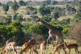 Hươu cao cổ tại khu bảo tồn Masai Mara ở Kenya. (Ảnh: THX/TTXVN)