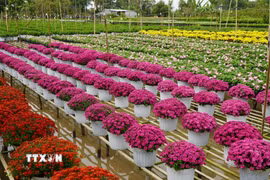 Nhiều loại hoa khoe sắc tại Tổ hợp tác sản xuất và cung ứng hoa, kiểng Tân An (đường Phạm Hữu Lầu, khóm Tân An, phường Sa Đéc). (Ảnh: Nhựt An/TTXVN)