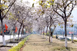 Hoa ban nở rực rỡ trong khuôn viên của khu Trung tâm hành chính công phường Đoàn Kết (Lai Châu). (Ảnh: Quý Trung/TTXVN)