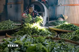 Người dân thôn Sín Chải sao chè Shan tuyết bằng phương pháp thủ công truyền thống. (Ảnh: Trung Kiên/TTXVN)