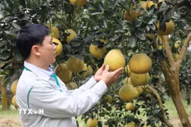 Bưởi Đại Minh cho thu hoạch từ tháng 10 năm trước đến khoảng tháng 1 âm lịch năm sau với giá bán dao động từ 8.000 đến 25.000 đồng/quả, tùy vào chất lượng quả. (Ảnh Đinh Thùy/TTXVN)