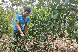 Anh Điểu Hiên, xã Bom Bo, tích cực chăm sóc vườn điều để không tái nghèo. (Ảnh: K GỬIH/TTXVN)