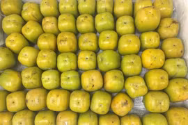 Hồng da tre.
