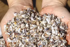 Chằng chằng là một loại nhuyễn thể hai mảnh, vỏ gần giống với con nghêu, sò, nhưng kích thước nhỏ hơn, thường nằm vùi trong các bãi cát gần bờ. (Ảnh: Hồng Hiếu/TTXVN)