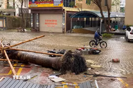 Cây cối bị quật ngã, mái tôn bay, nước ngập và một số phương tiện bị hư hỏng khi bão số 10 đổ bộ tỉnh Nghệ An. (Ảnh: Trịnh Duy Hưng/TTXVN)