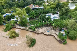 Nhìn từ trên cao, khu vực sạt lở kéo dài khoảng 50m, ăn sâu vào bờ khoảng 7m, ảnh hưởng trực tiếp đến tuyến đường giao thông đầu cồn sông Hậu. (Ảnh: Thanh Sang/TTXVN)
