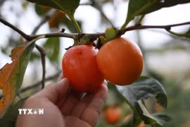 Quả hồng tươi của thôn Đất Làng. Đà Lạt. (Ảnh: Đặng Tuấn/TTXVN)