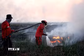 Lính cứu hỏa nỗ lực dập lửa cháy rừng tại Ogan Ilir, tỉnh Nam Sumatra, Indonesia. (Ảnh: THX/TTXVN phát)