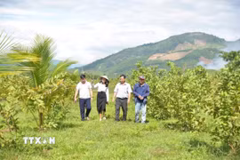 Nông trại Phạm văn Đồng trở thành điểm đến hấp dẫn của nhiều du khách. (Ảnh: Đinh Hương/TTXVN)